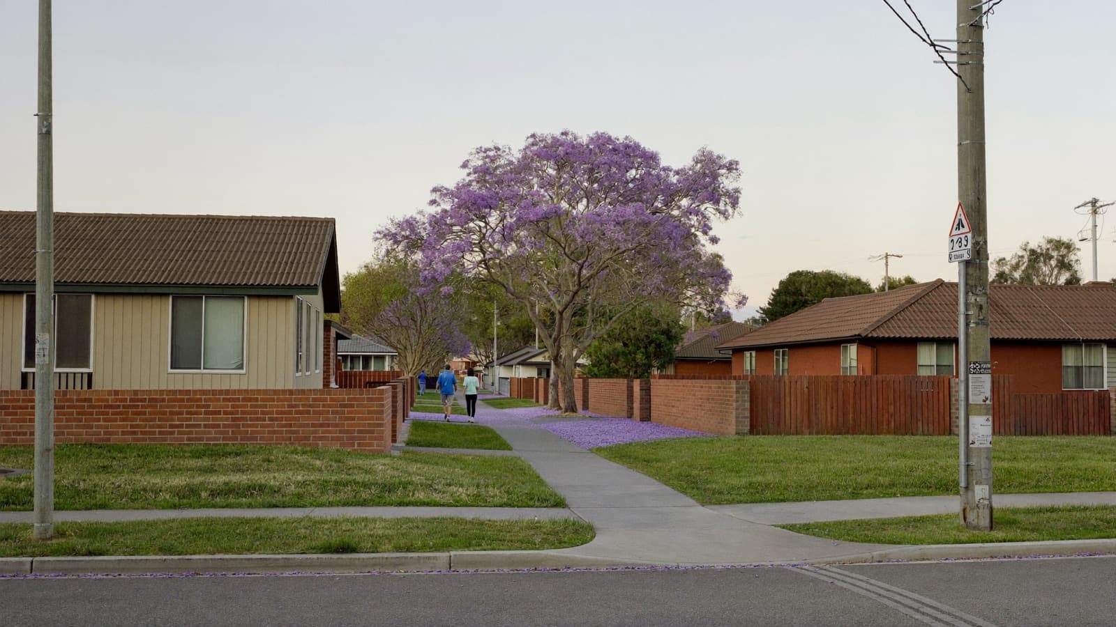 A quiet suburban street in spring, jacaranda blossom on the footpath and a lone couple walking past modest brick and weatherboard houses, seen from behind.